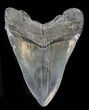 Fossil Megalodon Tooth - South Carolina #38736-2